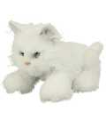 This lovable frisky kitten wants to play with you all the time. The kitten can purr and nuzzle and