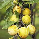 Unbranded Gage Reine Claude DOree 480748.htm