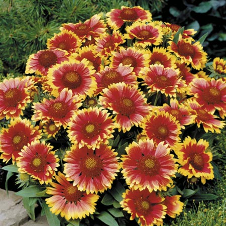 Unbranded Gaillardia Arizona Sun Plants Pack of 16 Pot