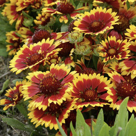 Unbranded Gaillardia Fancy Wheeler Pack of 2 Bare Roots