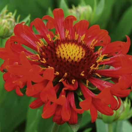 Unbranded Gaillardia Frenzy Plants Pack of 3 Potted Plants