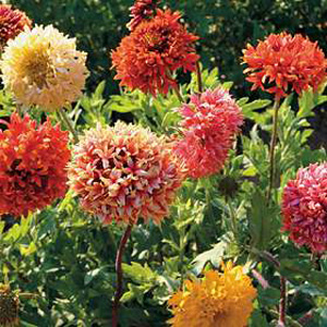 Unbranded Gaillardia Razzle Dazzle Mixed Seeds