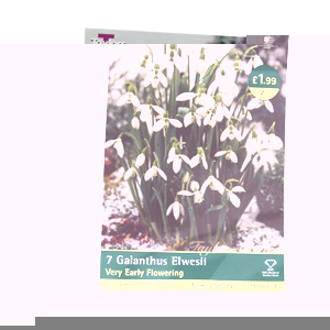 Unbranded Galanthus Elwesii - Snowdrop Bulbs