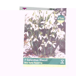 Unbranded Galanthus Elwesii - Snowdrop Bulbs