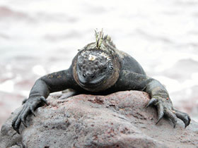 Unbranded Galapagos and Ecuador tailor made holidays