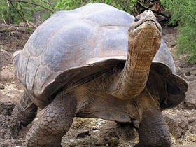 Unbranded Galapagos family holiday