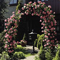 Garden Arch With 2 Climbing Roses