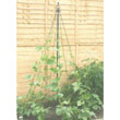 Unbranded Garden Maypole Plant Support