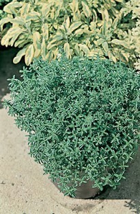 Unbranded Garden Mint x 5 plants