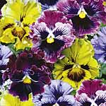 This fantastic bumber pack of 60 Garden Ready Plants (20 of each variety) comprises of: Pansy Frizzl