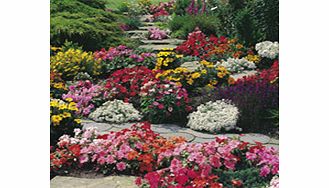 Unbranded Garden Ready Plug Plants - Lucky Dip