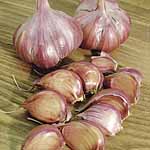 Unbranded Garlic Blanak Bulbs