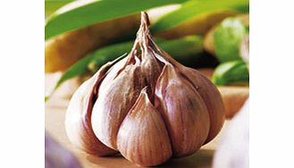 Unbranded Garlic Bulbs - Germidour
