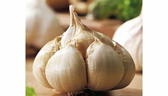 Unbranded Garlic Bulbs - Messidrome