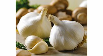 Unbranded Garlic Bulbs - Solent Wight