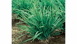 Unbranded Garlic Chives Seeds