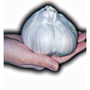 The giant sized Elephant Garlic Cloves can be planted and lifted similarly to potatoes.