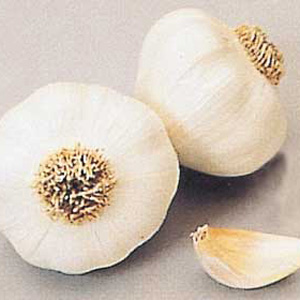 Unbranded Garlic French Arno Bulbs