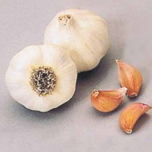 An RHS Award of Garden Merit winner  this French Cristo variety has very white skin  pink cloves and