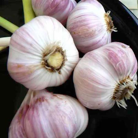 Unbranded Garlic Illico 2 Bulbs