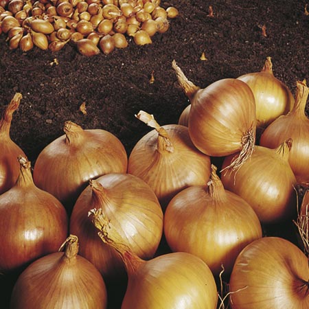 Unbranded Garlic Onion and Shallot Collection 200g Onion
