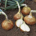 Unbranded Garlic Onion and Shallot Collection