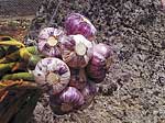 Unbranded Garlic Purple Wight Bulbs