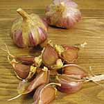 Unbranded Garlic Sofia Bulbs