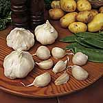 Unbranded Garlic Solent Wight Bulbs 174123.htm