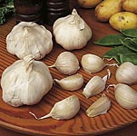 Unbranded Garlic Solent Wight Bulbs
