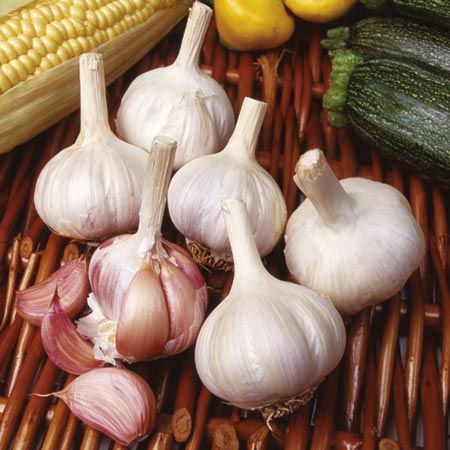 Unbranded Garlic Sultop (Hardneck Type) Pack of 2 Bulbs