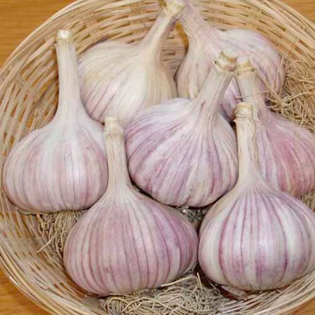 Unbranded Garlic Vayo 2 Bulbs