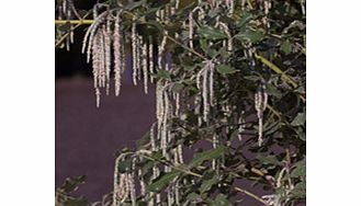 Long grey-green catkins (male). Introduced into the UK by David Douglas in 1828. Supplied in a 2-3 litre pot.EvergreenFrost hardyFull sunPartial shadeBUY ANY 3 AND SAVE 20.00! (Please note: Offer applies only for plants that have this wording.)