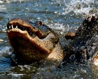 Gatorland Pass Adult Ticket