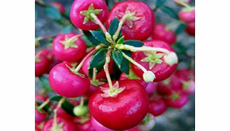 Bright red berries. Grow male and female plants together to ensure fruiting. RHS Award of Garden Merit winner. (PLEASE NOTE: Harmful if eaten.) Supplied in a 2-3 litre pot.EvergreenFully hardyMedium shrubBUY ANY 3 AND SAVE 20.00! (Please note: Offer 