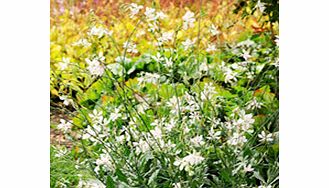 Unbranded Gaura Plants - Sparkler White Gem