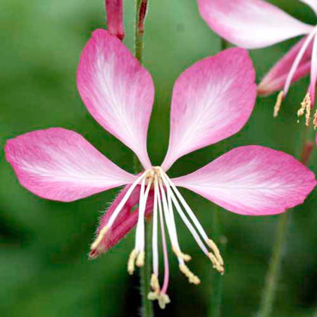 Unbranded Gaura Summer Emotions Pack of 2 Bare Roots