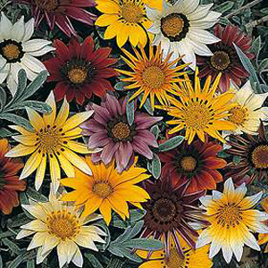 Unbranded Gazania Talent Mixed Seeds