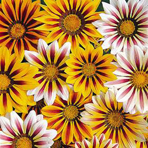 Unbranded Gazania Tiger Stripes Mixed Seeds