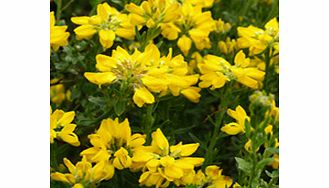 Unbranded Genista Plant - Hispanica