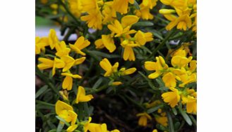 Unbranded Genista Plant - Lydia