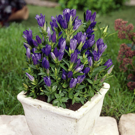 Unbranded Gentiana Blue Rock Plants Pack of 3 Potted Plants