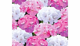 Unbranded Geranium and Petunia Twin Pack