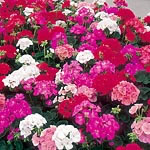 Give yourself a real `Advantage`  and grow a summer long show of brightly coloured geraniums that ar