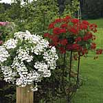 Unbranded Geranium Belle Cascade - Pot Ready Plants