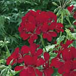 Unbranded Geranium Belle Cascade Plants - RED