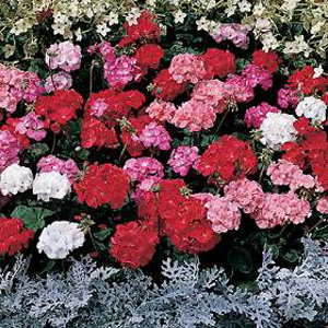 Robust  free-flowering plants  with many large flower heads in shades of red  rose  pink  salmon and