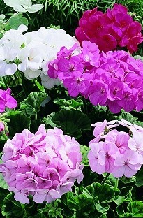 Unbranded Geranium Bubblegum x 50 plants   16 FREE