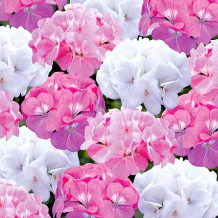Unbranded Geranium Candyfloss Plants Pack of 40 Easiplants