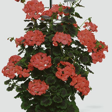 Unbranded Geranium (Climbing) Antik Plants - RED Pack of 3